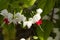 Shining water drops on Bleeding Heart Vine blooming