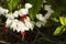 Shining water drops on Bleeding Heart Vine blooming