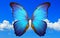 Shining wings of a blue morpho butterfly on a background of blue sky with clouds