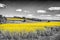 Shining yellow oilseed rape fields