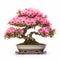 Shinjo Bonsai Tree: Large Blooming Pink Tree Isolated On White Background