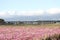 Shinkansen bullet train with cosmos field