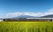 Shinkansen or Bullet train with rice field and Fuji mountain