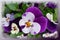 Shinning purple white pansies