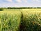 Shinning young green wheat corns growing in field, light at horizon. Golden Sun rays in wheat