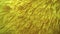 Shinny yellow furry shaggy texture background