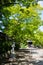 Shinnyo-do Temple of fresh verdure, Kyoto, Japan