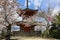 Shinto temple on Miyajima island surrounded by sakura blossom trees, Japan