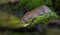 Shiny Bank vole drinks water in the mossy forest puddle in lovely sweet light