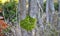 Shiny bark of a rowan tree covered with loaves of green moss. Occupies bifurcation as a topic to talk about whether you shave your