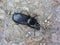 Shiny Black Horned Passalus Beetle - Odontotaenius disjunctus