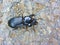 Shiny Black Horned Passalus Beetle - Odontotaenius disjunctus