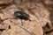 Shiny Bluebottle Fly - Cynomya cadaverina