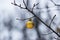 Shiny Christmas toy gold yellow lonely ball on bare tree branch in winter park.