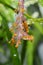 Shiny clear water points from rain still attached to the pistil of pink flowers