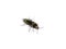 Shiny click beetle