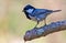 Shiny Coal Tit posing on lichen covered branch