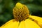 Shiny Coneflower, Rudbeckia nitida