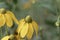 Shiny coneflower, Rudbeckia nitida