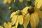 Shiny coneflower, Rudbeckia nitida