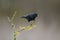 Shiny cowbird in Calden forest environment,
