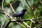 Shiny cowbird male at the Adventure farm in Trinidad and Tobago