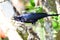 Shiny Cowbird Molothrus bonariensis