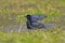 Shiny cowbird, Molothrus bonariensis