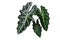 Shiny dark green heart-shaped leaves of African Mask Alocasia amazonica Elephant ear plant, indoors tropical foliage houseplant