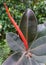 Shiny dark green and red leaf of Ficus Burgundy Rubber