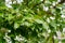 Shiny evergreen leaves of False Camphor tree Cinnamomum glanduliferum or Nepal camphor tree in spring Arboretum