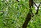 Shiny evergreen leaves of False Camphor tree Cinnamomum glanduliferum or Nepal camphor tree in spring Arboretum Park