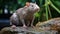 Shiny-eyed Rat In Natural Habitat: A Massurrealistic Encounter