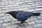 Shiny Feathers on a Black Crow Bird on Cobblestons
