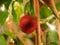 Shiny glittering red Christmas bauble ornament