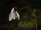 Shiny and golden seed pods of lunaria rediviva on dark green background