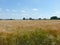 Shiny grain fields