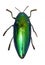 Shiny Green Beetle