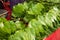 Shiny and green paan or betel leaves in colorful indian market