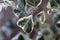 Shiny Green and White Plant Leaves in a Closeup