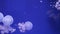 Shiny jellyfish swims in an aquarium.