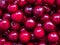 shiny large ripe red cherries closeup - background