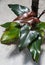 The shiny leaves of Philodendron Dark Lord, a popular houseplant