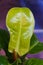 A shiny lime green color leaf of Philodendron Moonlight, a popular tropical houseplant
