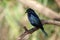 Shiny male cowbird, Molothus sp., on a branch. Typical bird of the urban and peri-urban environments of Argentina