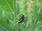 Shiny metallic irridescent dogbane beetle