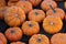 Shiny miniature pumpkins resting in the pumpkin patch