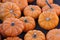 Shiny miniature pumpkins resting in the pumpkin patch