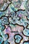 Shiny nacre of Paua or Abalone shell background