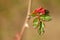 Shiny new green leaves of rose flower grow in the garden closeup